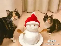 网友家的猫生了小猫，这花色简直一猫一样，太像了，感受下...