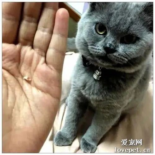 女孩抱着猫咪突然被咬了一口，感觉不是很疼，摊开手掌一看笑喷了