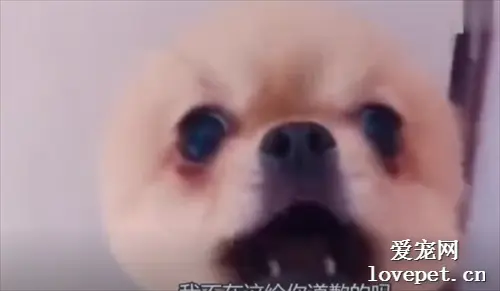 这个配音简直绝了，狗子已经成精，看完你不笑找我