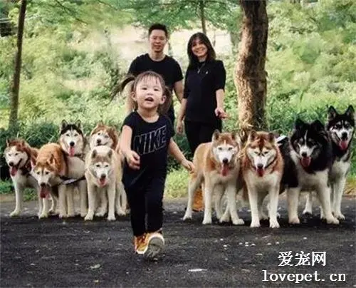 这个配音简直绝了，狗子已经成精，看完你不笑找我