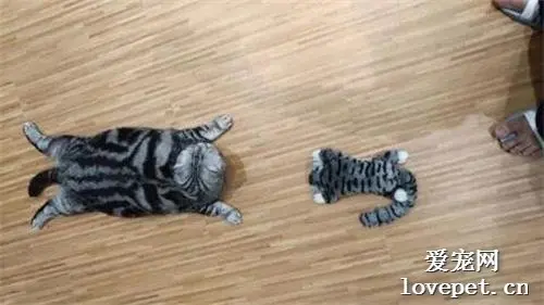 主人带回一只猫玩偶，家里猫看到后...
