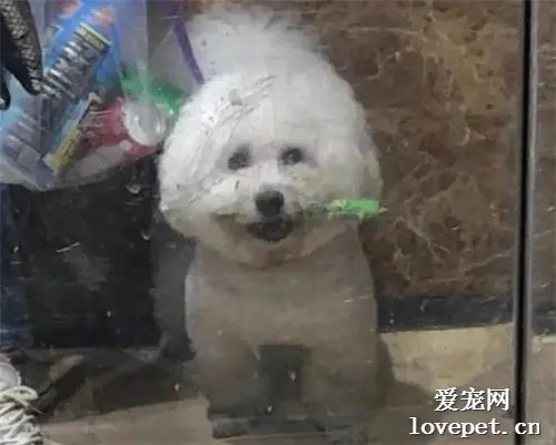 带狗子逛了趟超市，回来才发现，这货竟是个小毛贼！