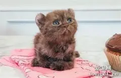 网友救了一只“流浪猫”…你确定这不是一只熊？？？