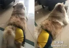 儿子错穿松狮的小内裤，上学后他才发现...