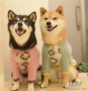 柴犬听到要出门很开心，可下一秒戴上口罩后，笑容凝固了！