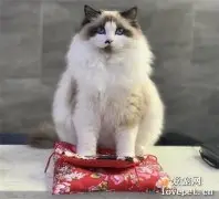 名贵布偶猫被摆门口当招财猫用，店主：它在打工还债！