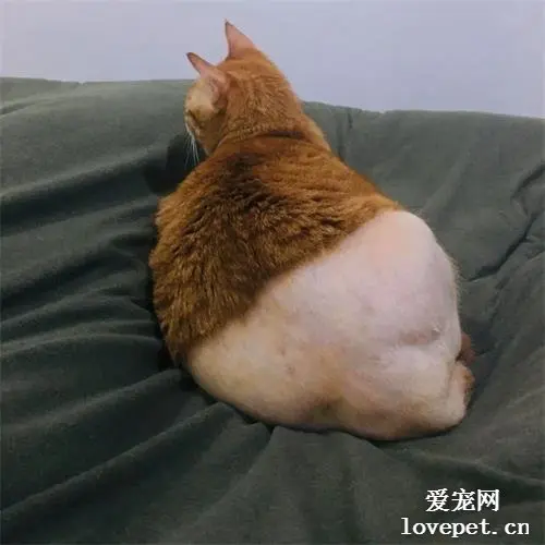 猫咪做手术被剃毛，结果…像极了没穿内裤？？？