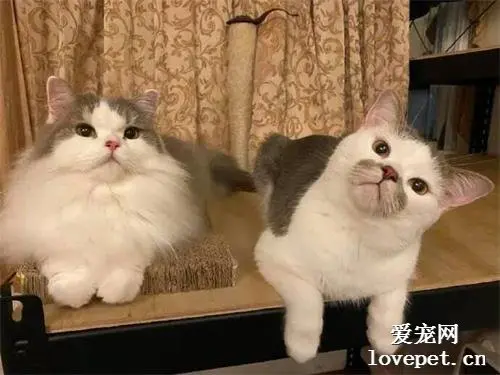 这猫因为嘴边有一圈黑色团，让人第一眼以为主人养了一只狗！