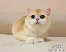 金渐层猫该如何挑选 英短金渐层怎么挑选？