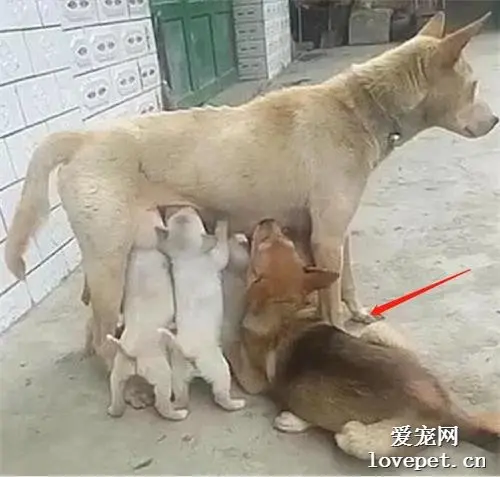 狗宝宝为了抢奶喝把狗妈抬了起来，网友笑尿：这是七抬大轿？