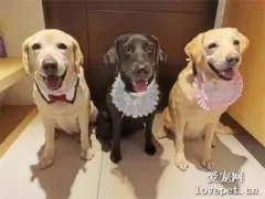 工作犬退役后晚节不保，竟被拍到多狗运动，辣眼睛！