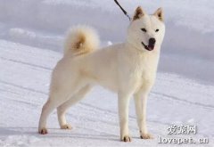 北海道犬的体态特征及生活习性