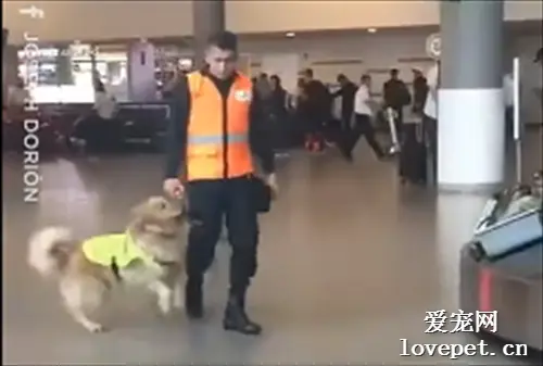 缉毒犬下班后，蹦蹦跳跳催着训犬员一起去打卡，太可爱了