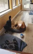 在狗窝里睡了一觉的猫，居然又钻进了另一只猫怀里睡觉！
