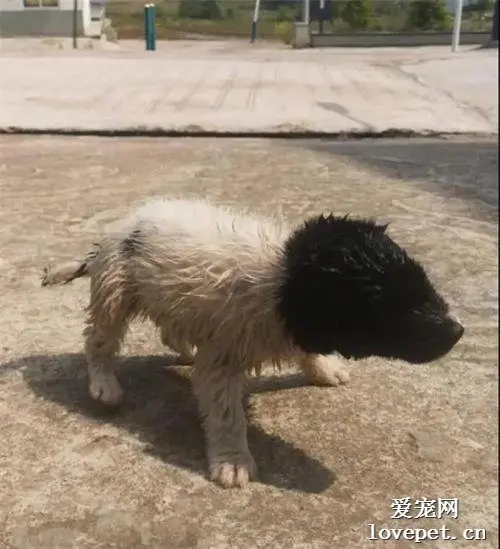 捡到一只田园犬却意外撞脸佩奇，逼真到没眼看