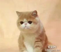 加菲猫繁育花色规律 猫咪繁育须知