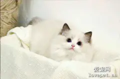 猫咪蠕形螨怎么治疗 猫蠕形螨治疗方法