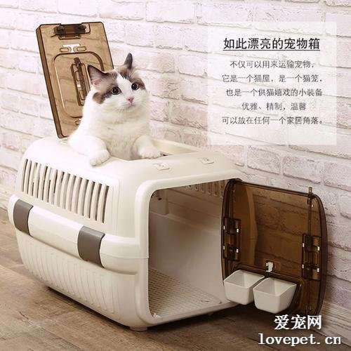 宠物猫托运注意事项有什么？