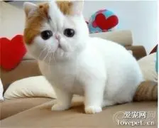 猫咪鼻炎有什么症状 猫咪鼻炎症状介绍