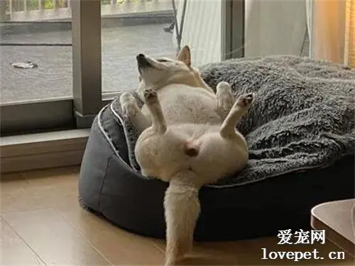 网友回家发现柴犬在睡觉，结果走近一看，睡姿成功把他逗笑了！