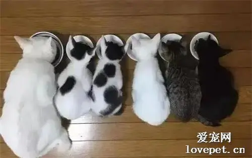 母猫出门不慎怀孕，2月后生了一堆，主人笑哭：它爸到底是啥？