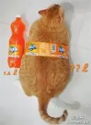 一只橘猫有多大，用橙汁对比一下…惊呆了！