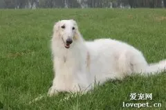 纯种苏俄猎狼犬图片|苏俄猎狼犬标准