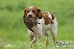 纯种布列塔尼犬图片|布列塔尼犬标准