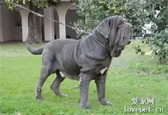 纯种纽波利顿图片|纽波利顿犬标准
