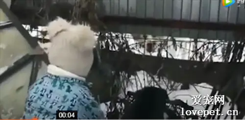 小主人担心自家狗吵不过别家狗，于是亲自下场助战！