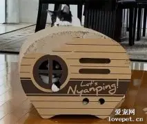 给家里的两只猫买了个纸箱屋子，结果不到3天就成这样了！