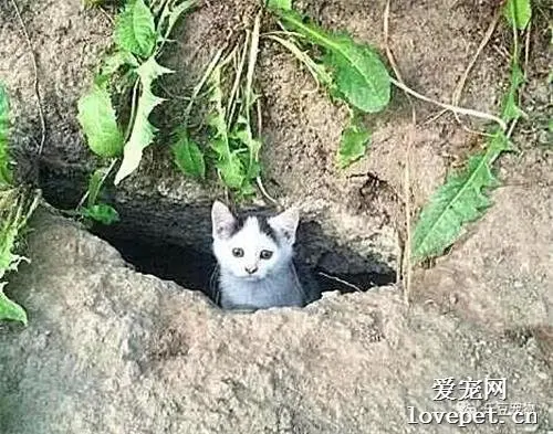 在公园发现一流浪猫，好心给它喂食，第二天再看时傻眼了