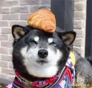 柴犬吃了一口面包，这一脸满足的表情，超级可爱！