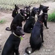 狗狗摆摊卖凤梨，还穿着全套防晒装备，网友一看颜色：你不用啦！