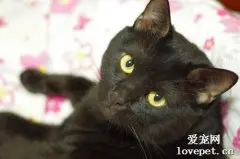 猫咪的胡须可以剪吗 别让你的无知害了猫