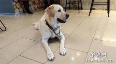 马来西亚唯一一只导盲犬去世，临终前最卑微的愿望都没能实现...