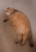 我寻思着一只猫能胖到哪去，直到…我看见了这头猪！