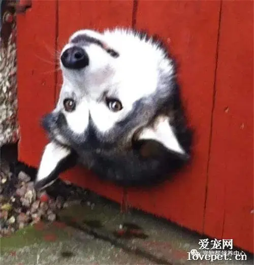 养了一只二货狗，你永远不知道他会卡在哪……