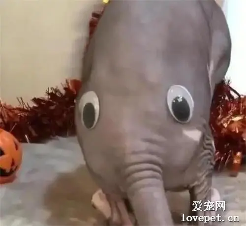 跟男友视频，意外发现一对眼睛，看傻了，家里啥时富得能养大象