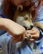 主人帮柴犬剪指甲，结果还没剪下去，它马上戏精上身，笑喷了！