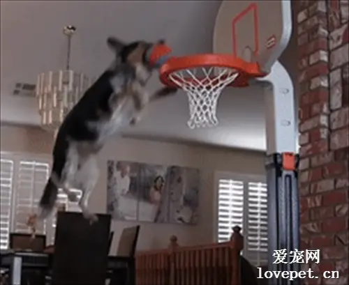 狗子叼了一个球过来，本以为它是要投篮，没想到居然是扣篮！