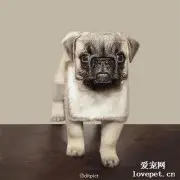 假如动物只有方和圆……