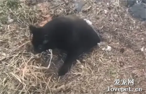 都说黑色显瘦，可这只黑猫出场的一刹那，所有人都惊了！