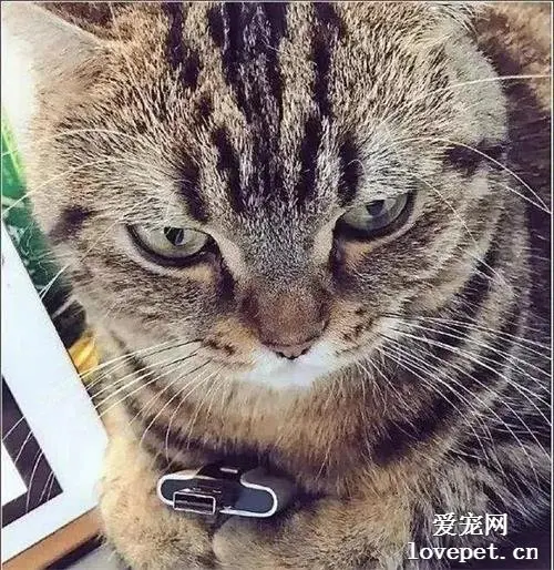 男子让猫咪拿着U盘，突然发现它有点奇怪，低头一看，瞬间被萌化了