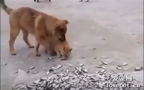 小猫咪想偷鱼被田园犬当场抓住，猫赃俱获！