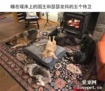窝被猫霸占之后的狗子们：一脸哀怨，然而并不敢反抗