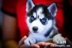 犬疱疹病毒原因|诊断|预防及治疗方法