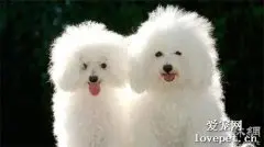 犬全骨炎原因|诊断|预防及治疗方法