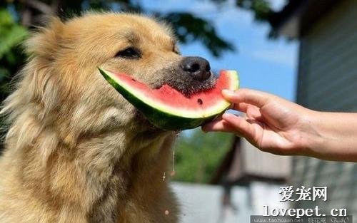 狗狗能吃哪些水果？