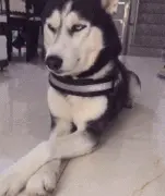 养一只高冷的哈士奇是种怎样的体验？